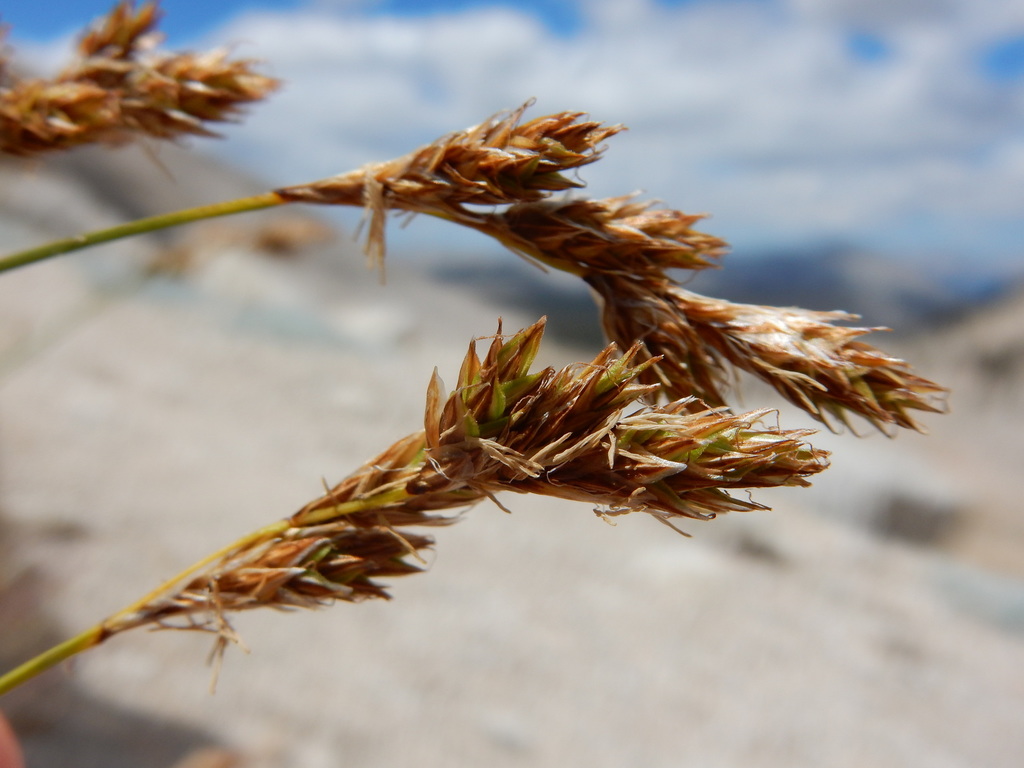 Carex tahoensis (Tahoe sedge), native California grass