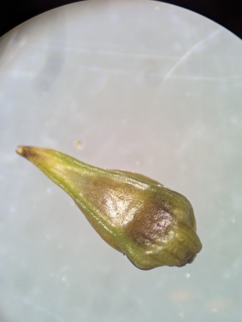 Carex texensis (Texas sedge), non-native California grass