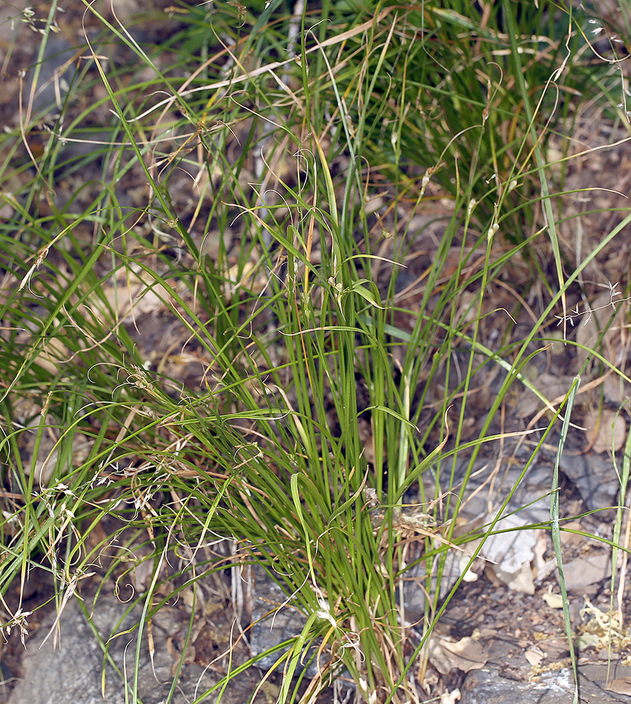Carex tompkinsii (Tompkins' sedge), native California grass