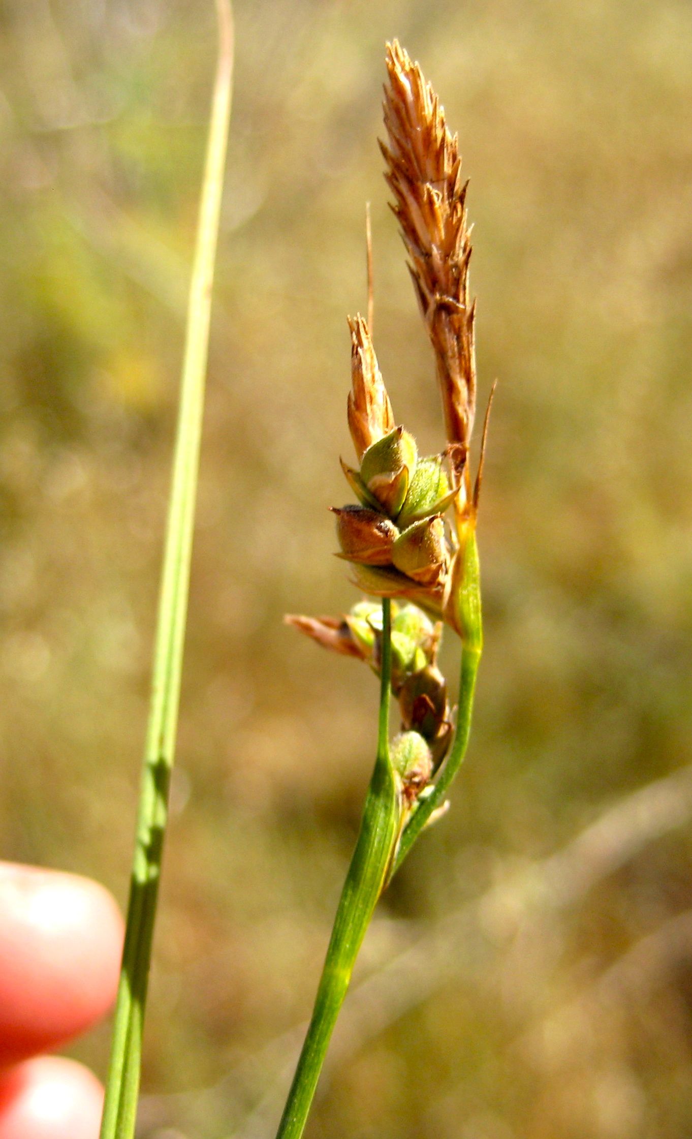 Carex triquetra (Trigonous sedge), native California grass