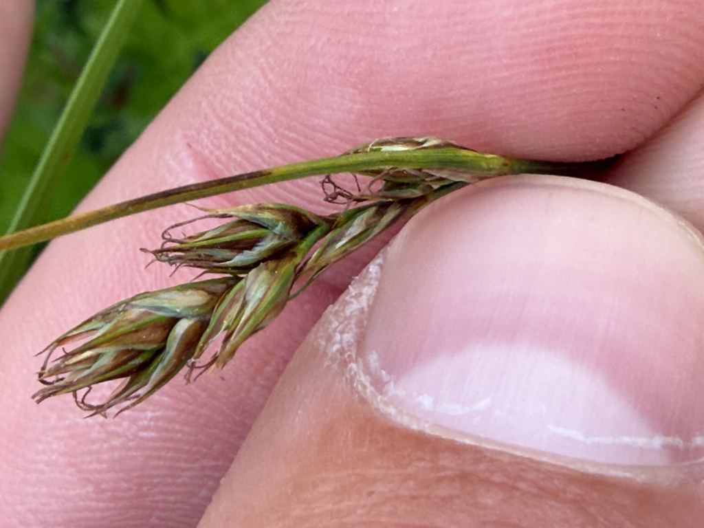 Carex tumulicola (Foothill sedge), native California grass