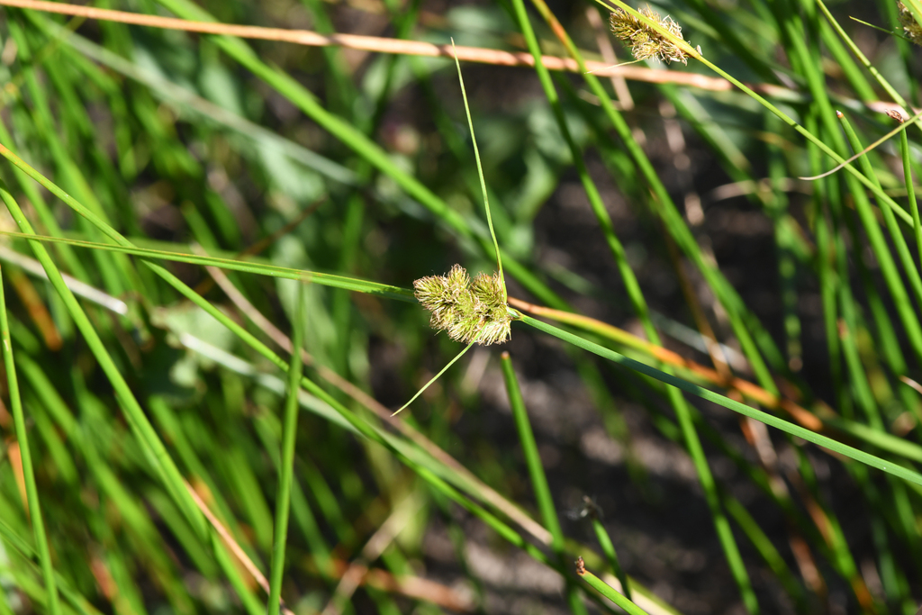 Carex unilateralis (One-sided sedge), native California grass