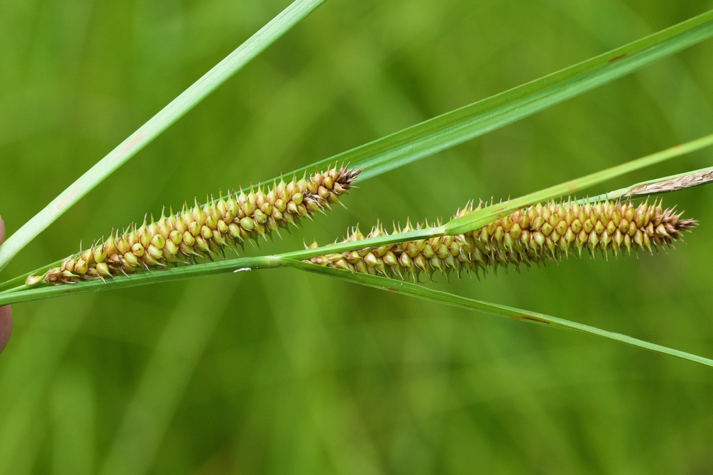 Carex utriculata (Southern beaked sedge), native California grass