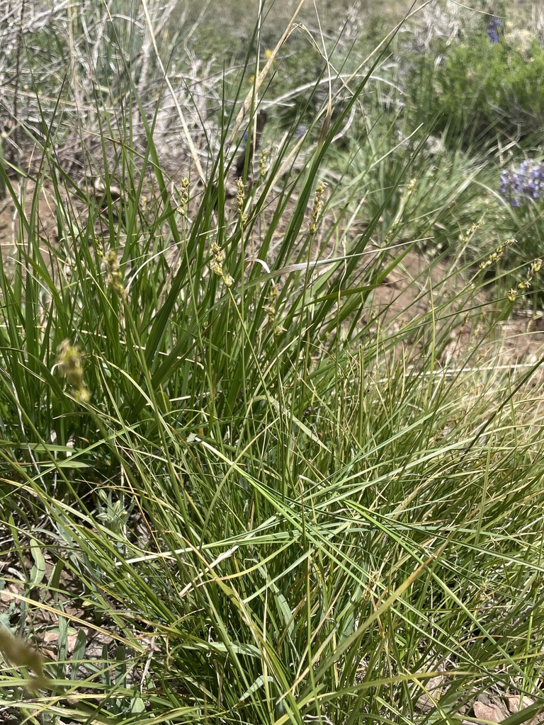 Carex vallicola (Western valley sedge), native California grass