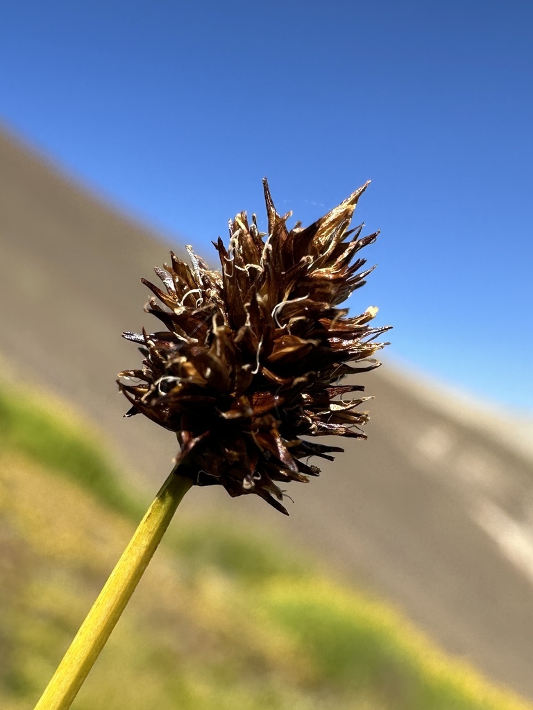 Carex vernacula (Foetid sedge), native California grass