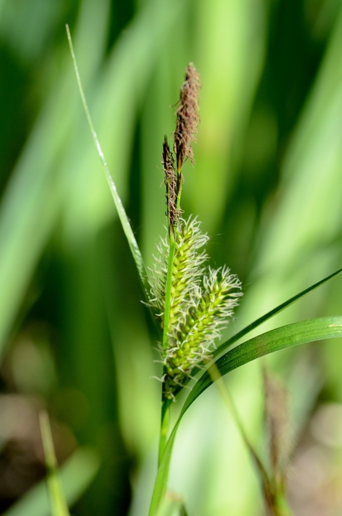 Carex vesicaria (Inflated sedge), native California grass
