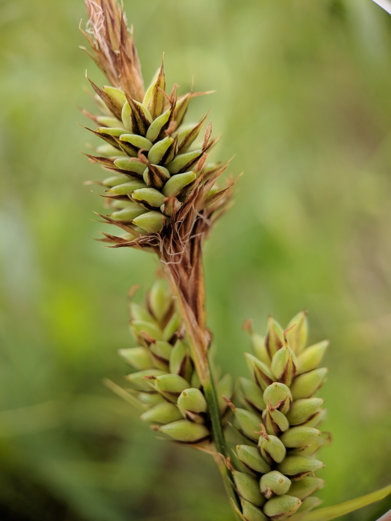 Carex viridula subsp. viridula (Green yellow sedge), native California grass