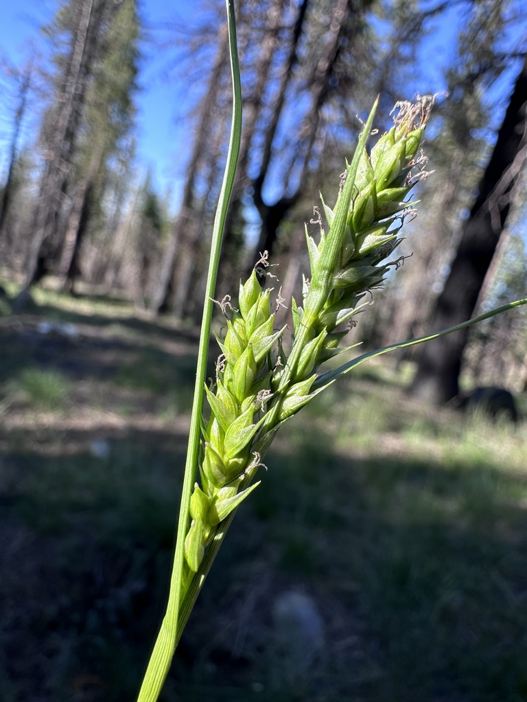 Carex whitneyi (Whitney's sedge), native California grass