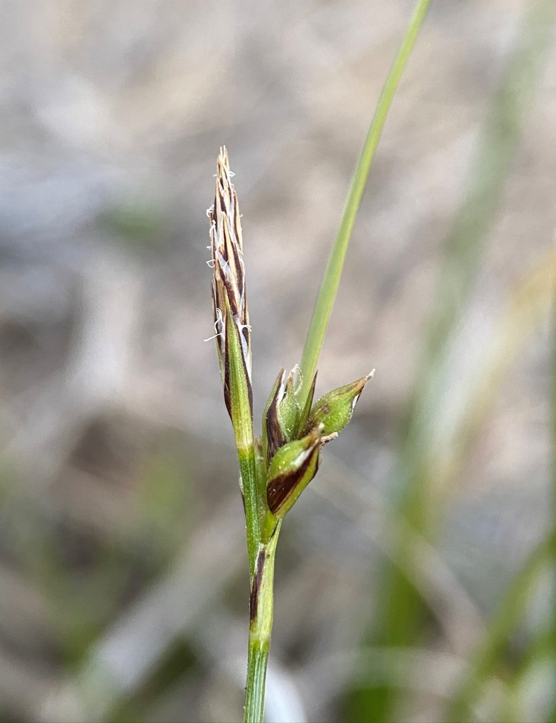 Carex xerophila (Chaparral sedge), native California grass