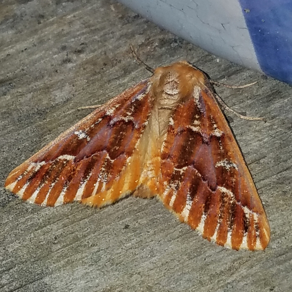 Caripeta aequaliaria (Western Conifer Looper), California species
