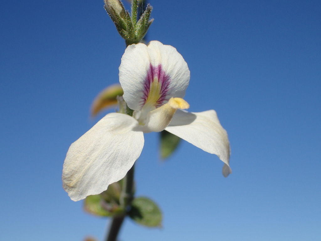 Carlowrightia arizonica (Arizona carlowrightia), native California shrub