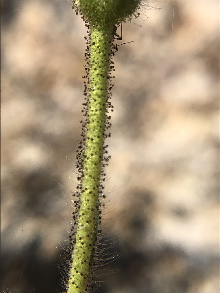 Carlquistia muirii (Muir's tarplant), native California herb