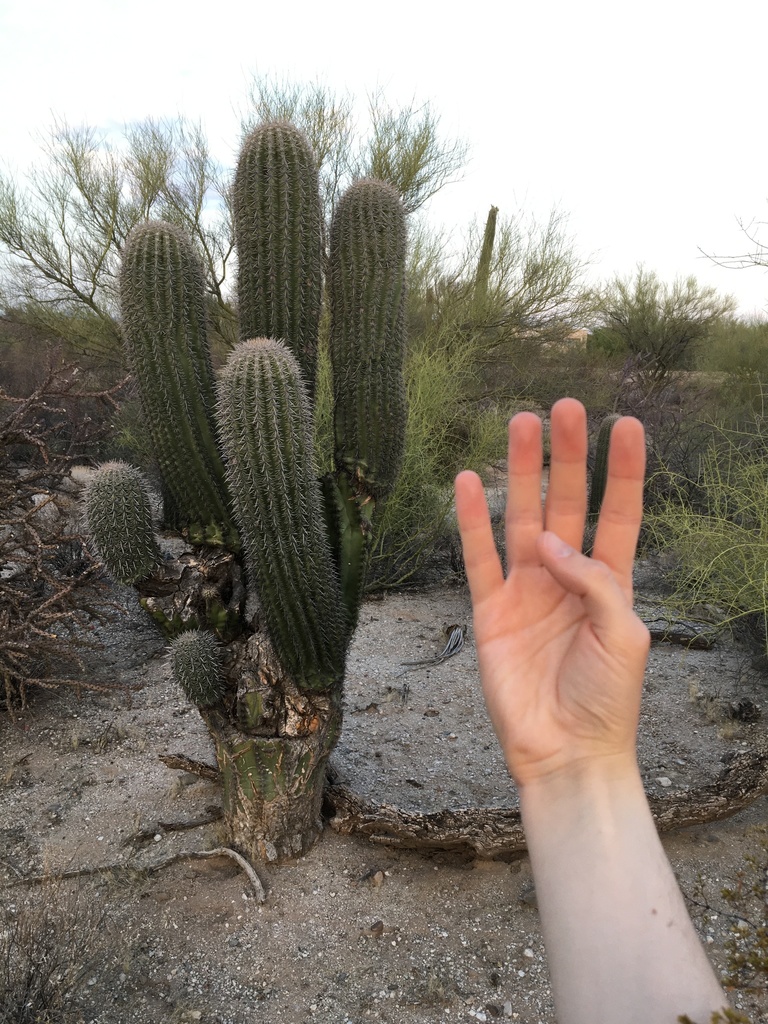 Carnegiea gigantea (Saguaro), native California tree