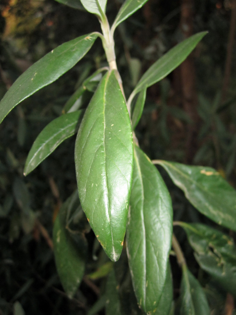 Carpenteria californica (Tree-anemone), native California shrub