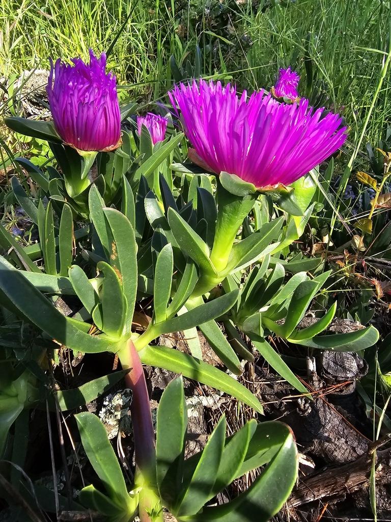 Carpobrotus chilensis (Sea fig), non-native California shrub