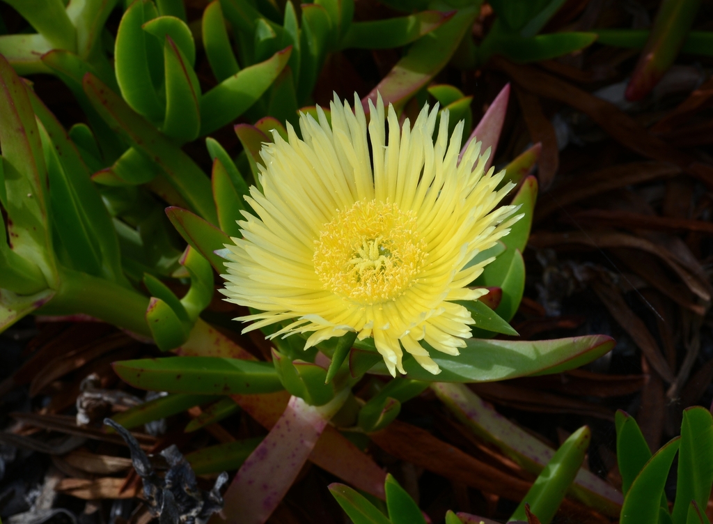 Carpobrotus edulis (Freeway iceplant), non-native California shrub