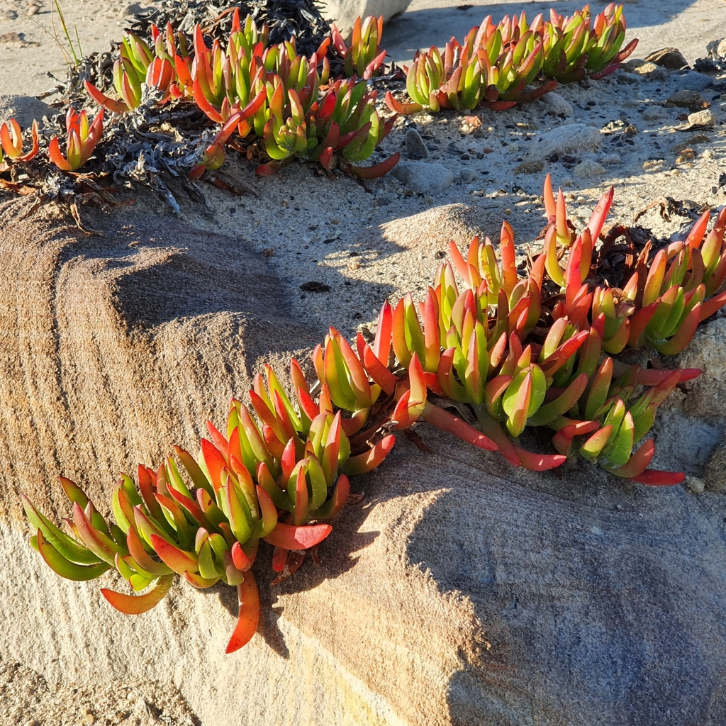 Carpobrotus sp., non-native California shrub