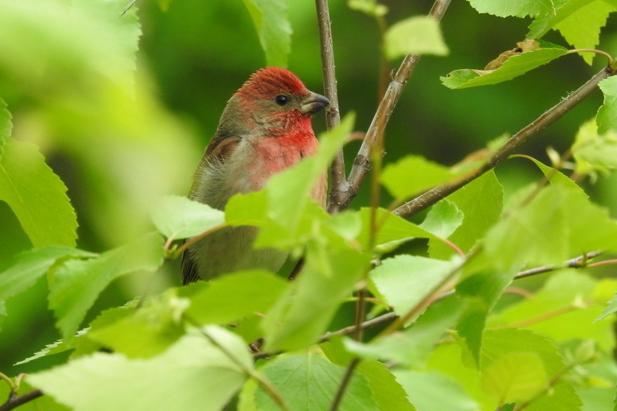 Carpodacus erythrinus (Common Rosefinch), California species