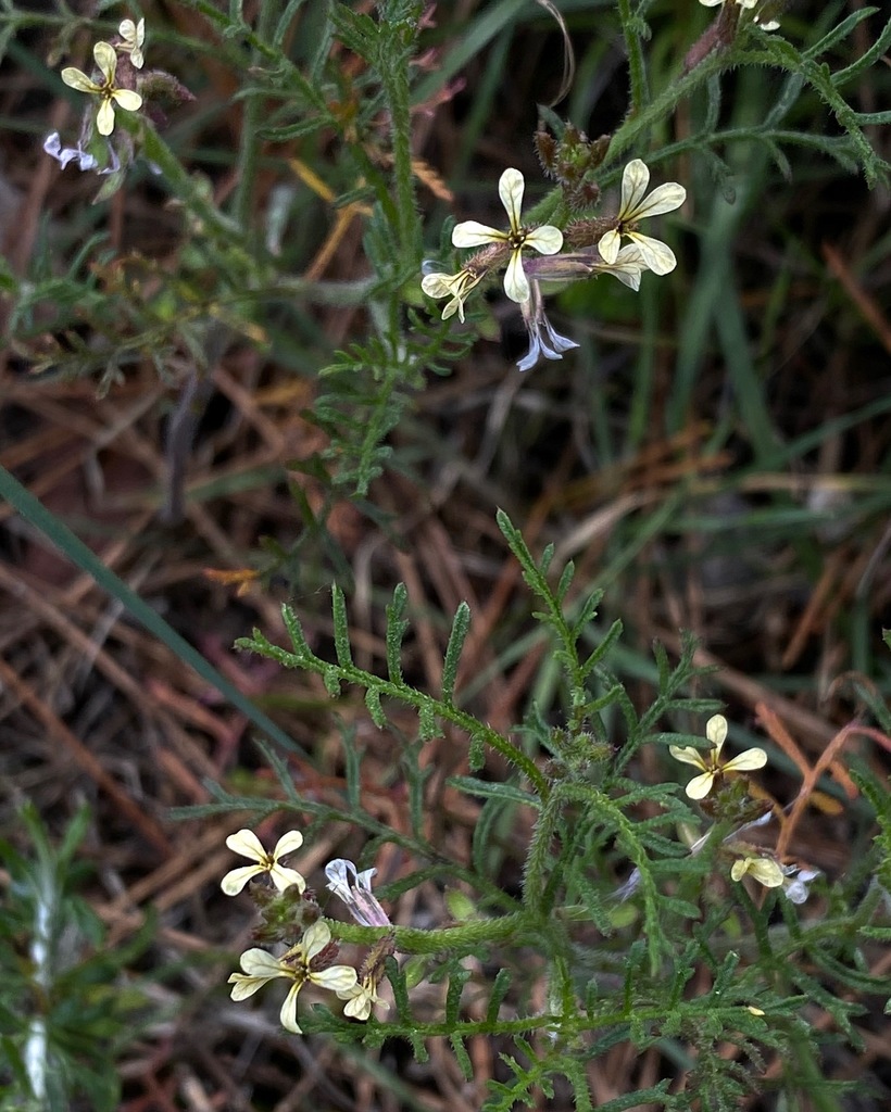 Carrichtera annua (Wards weed), non-native California annual