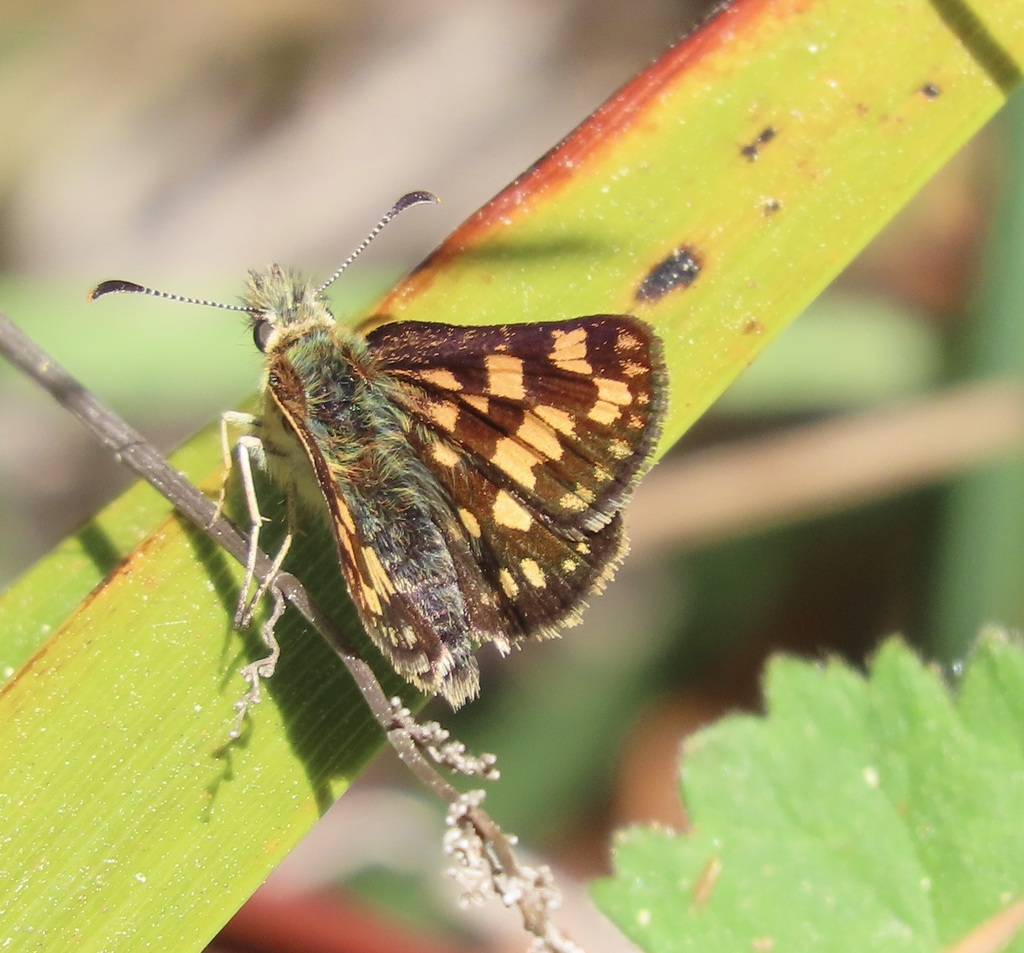 Carterocephalus skada (Western Arctic Skipper), California species