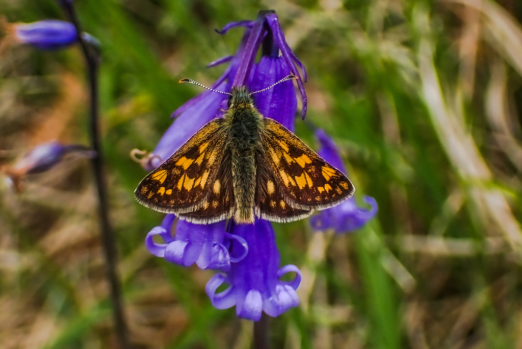 Carterocephalus palaemon (Arctic Skipper), California species