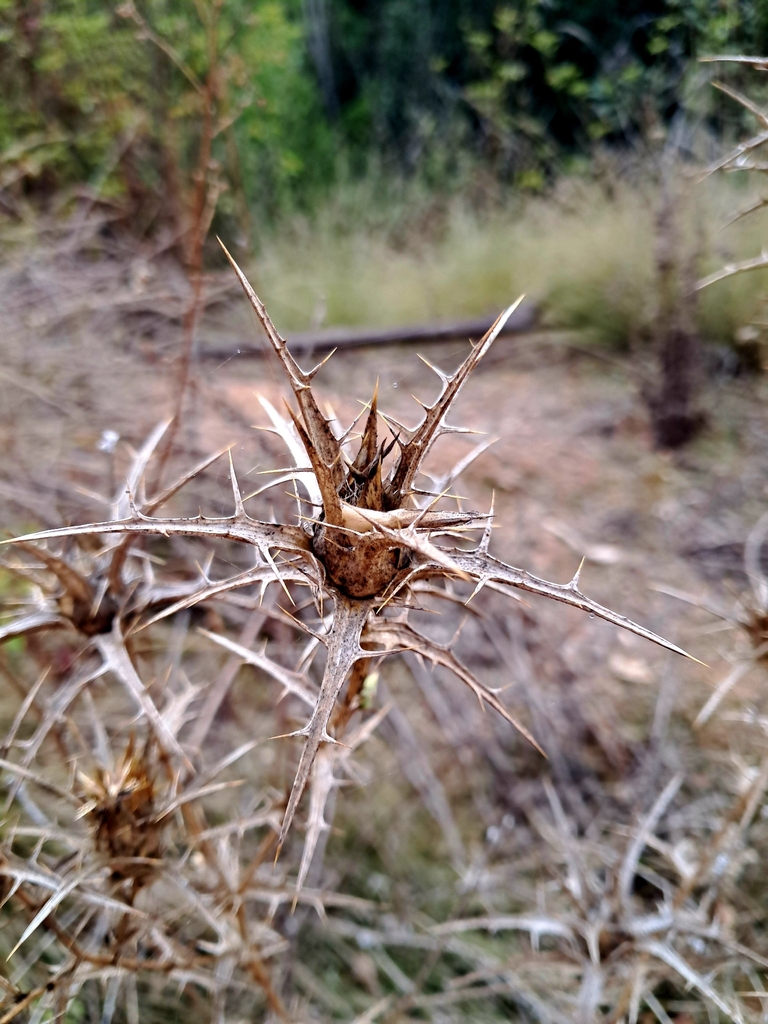 Carthamus creticus (Smooth distaff thistle), non-native California annual