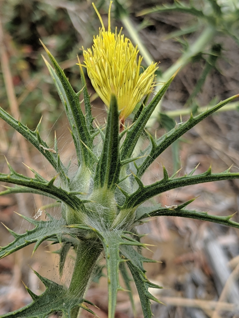 Carthamus lanatus (Woolly distaff thistle), non-native California herb