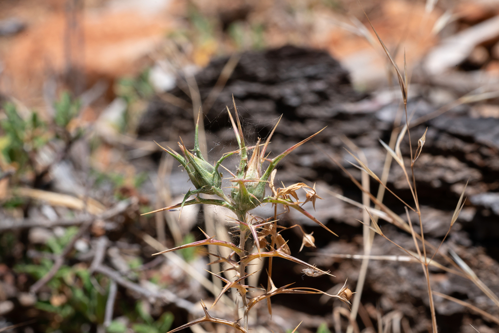 Carthamus leucocaulos (Whitestem distaff thistle), non-native California herb