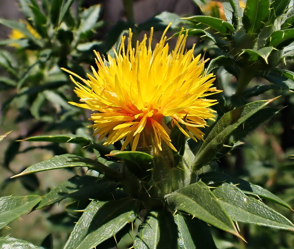 Carthamus sp. (Distaff thistle), non-native California annual