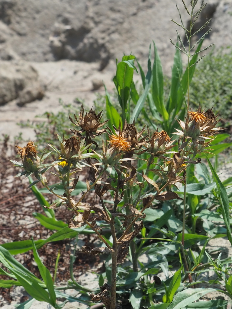 Carthamus tinctorius (Safflower), non-native California herb