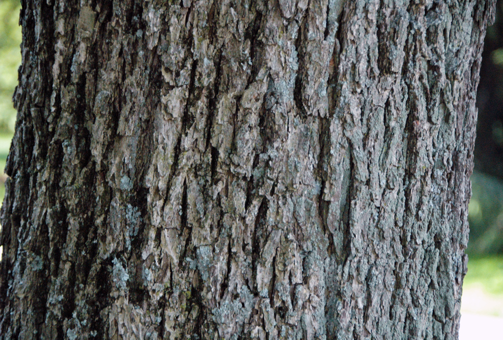 Carya illinoinensis (Pecan), non-native California tree