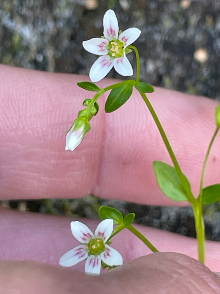 Cascadia sp., non-native California perennial