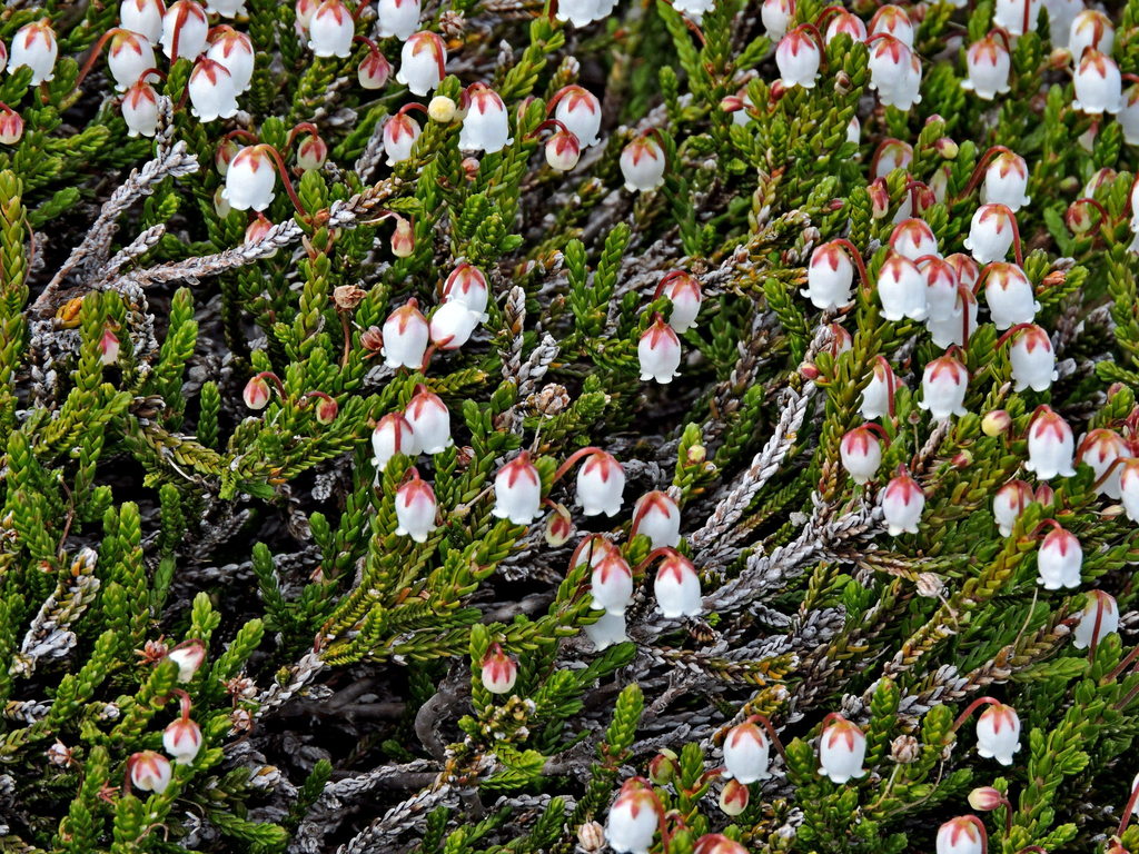 Cassiope mertensiana (White heather), native California shrub
