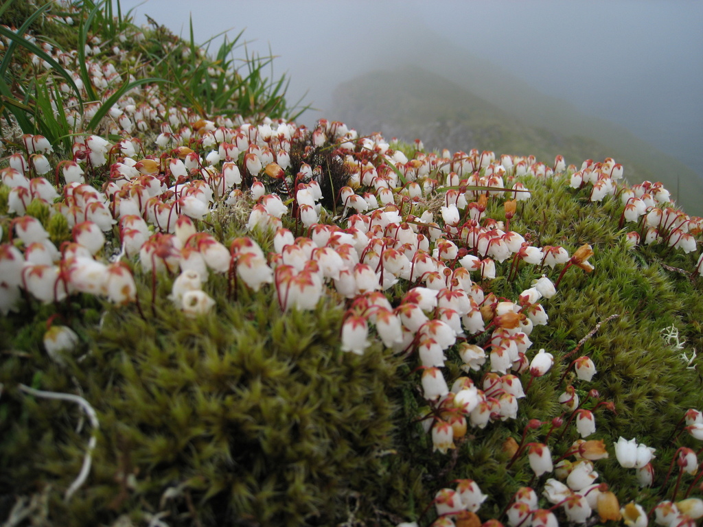 Cassiope sp. (Moss heather), non-native California shrub