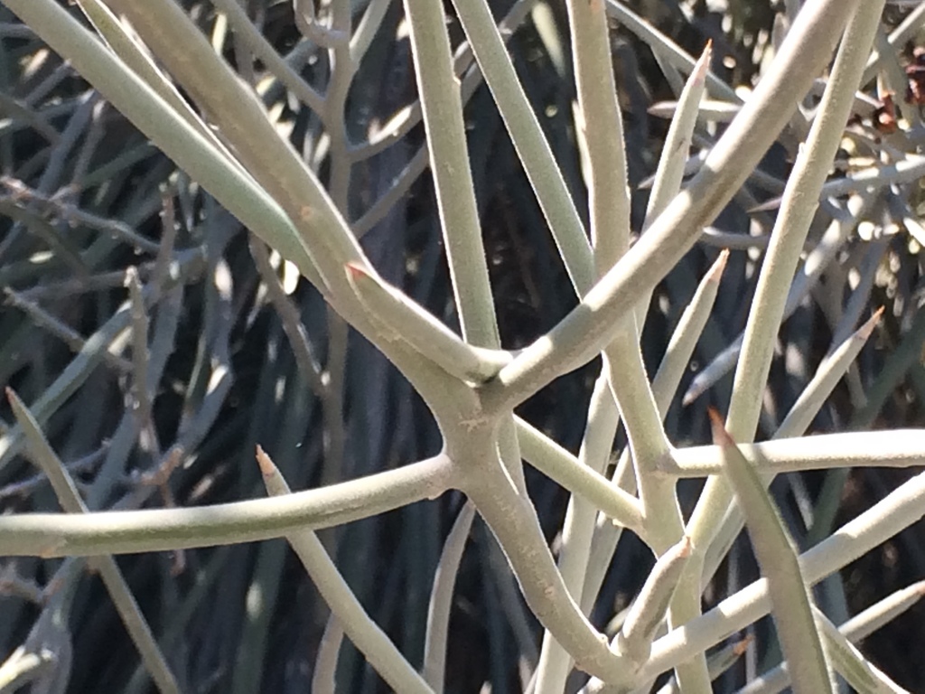 Castela emoryi (Emory's crucifixion-thorn), native California shrub / tree