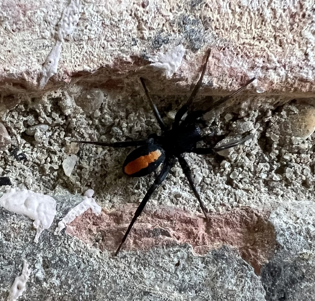 Castianeira descripta (Red-spotted Ant-mimic Sac Spider), California species