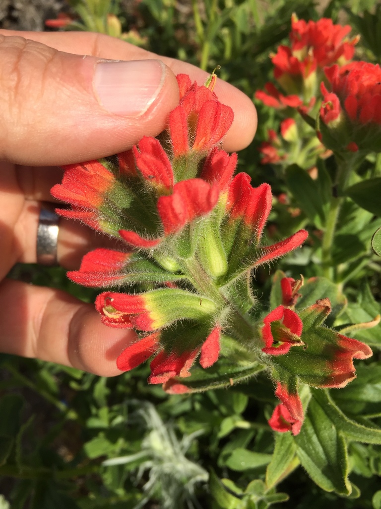 Castilleja affinis subsp. neglecta (Tiburon paintbrush), native California subshrub