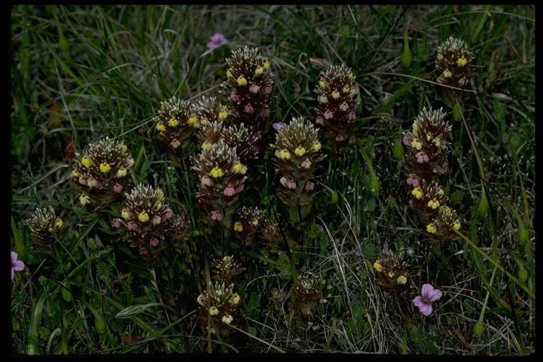 Castilleja ambigua subsp. ambigua (johnny-nip), native California herb
