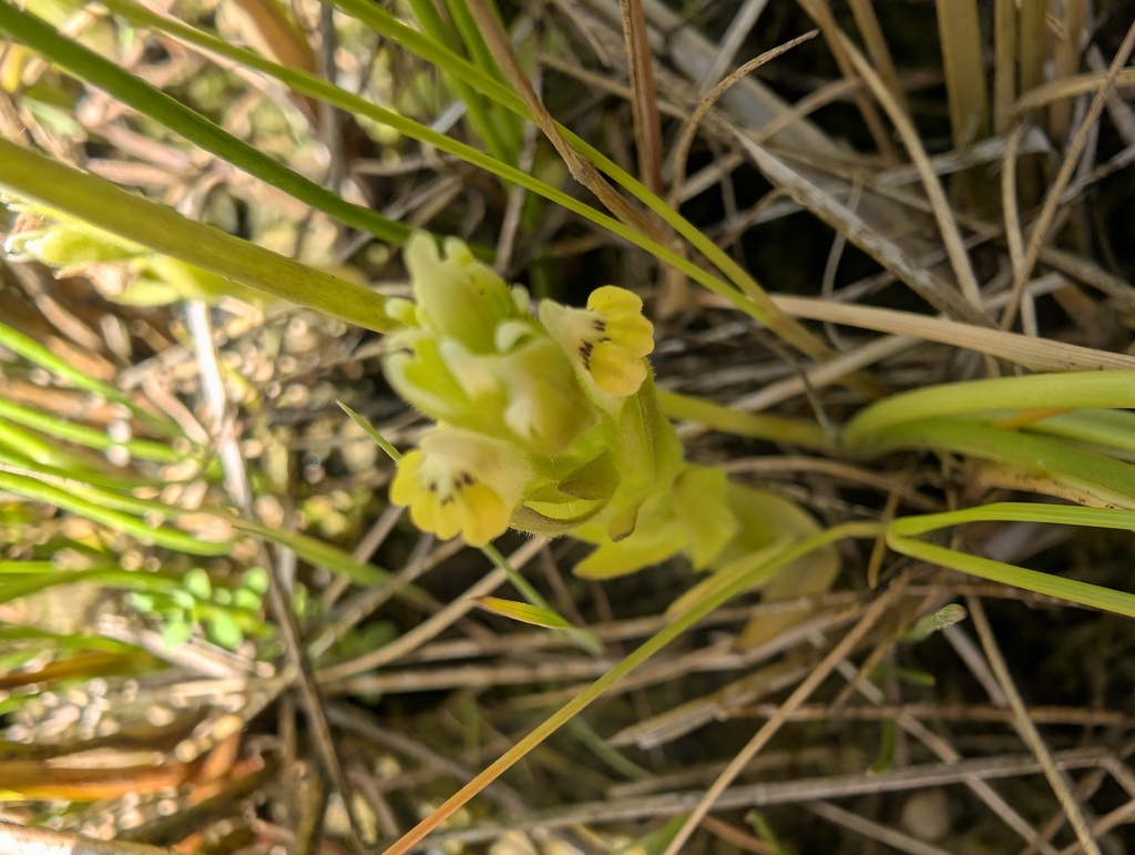 Castilleja ambigua (Johnny-nip), native California herb