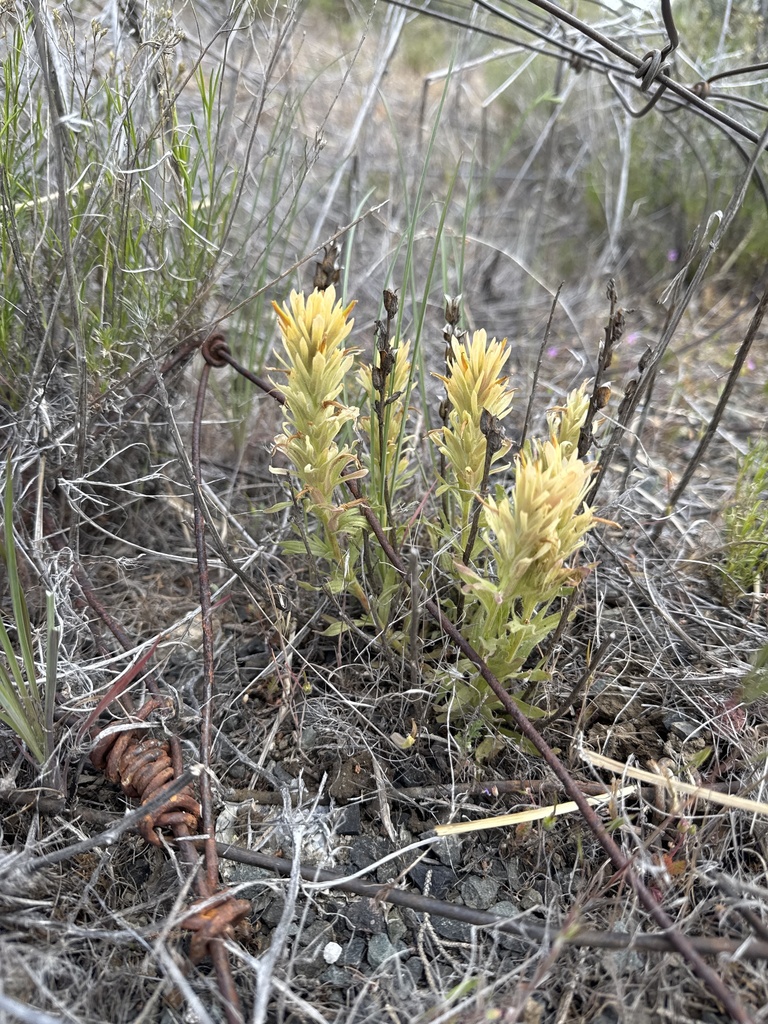 Castilleja applegatei (Pine indian paintbrush), native California subshrub
