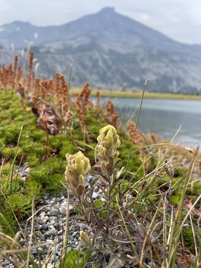 Castilleja arachnoidea (Cobwebby indian paintbrush), native California herb
