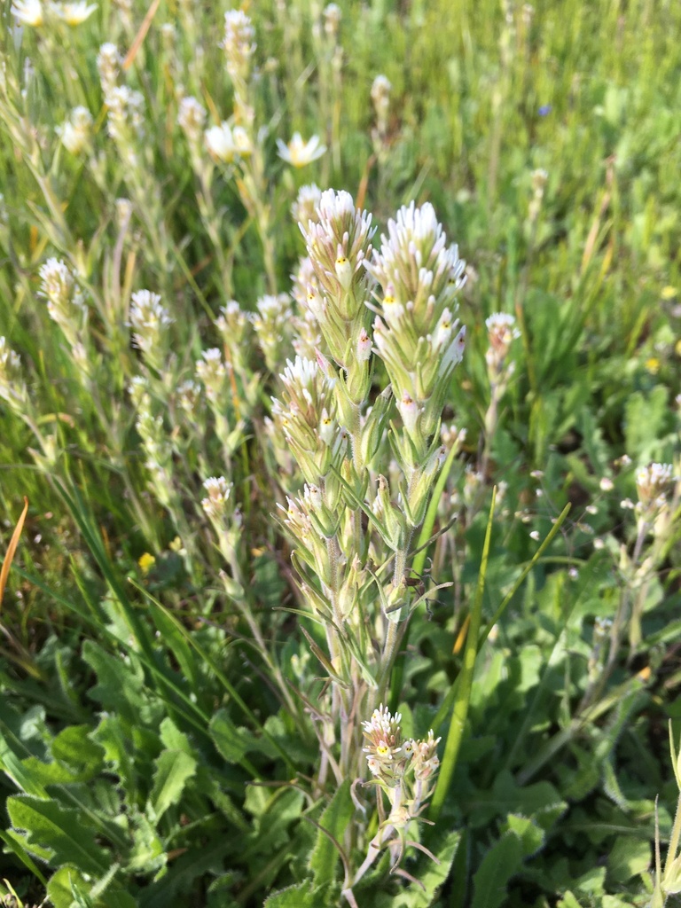 Castilleja attenuata (Valley tassels), native California herb