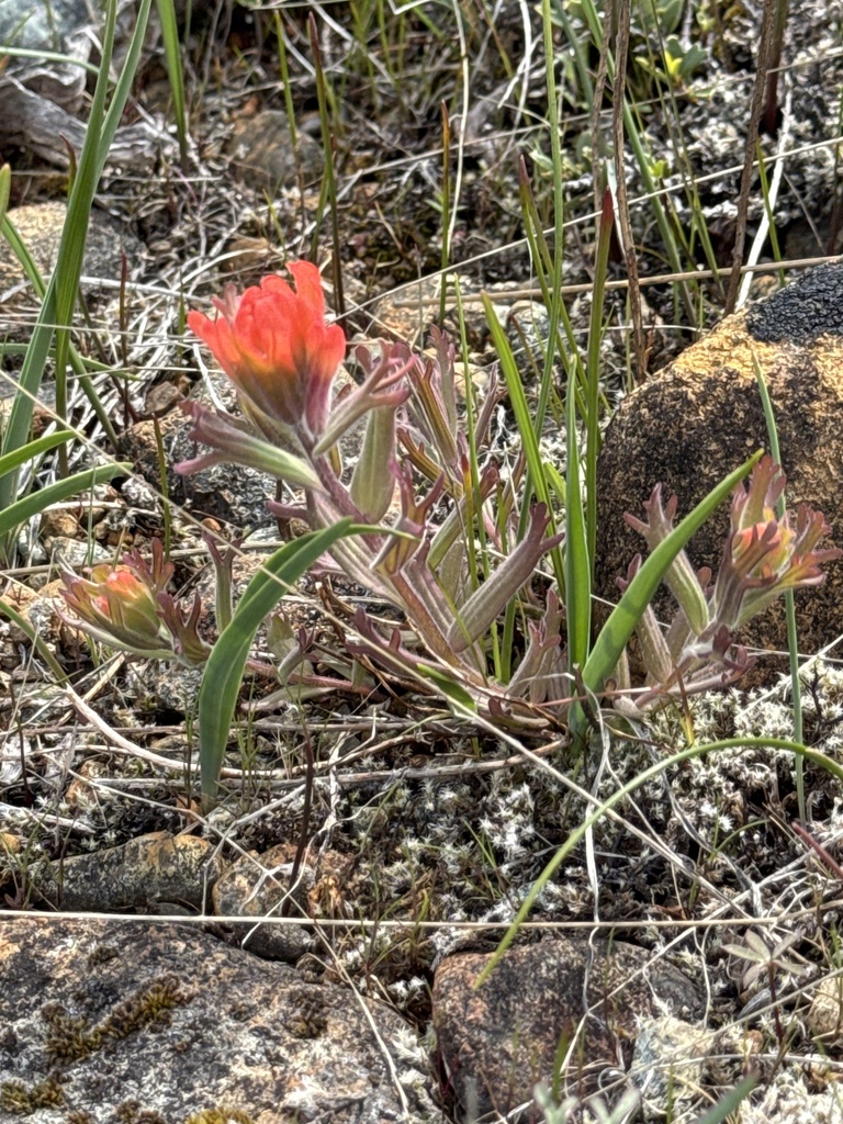 Castilleja brevilobata (Short-lobed paintbrush), native California perennial