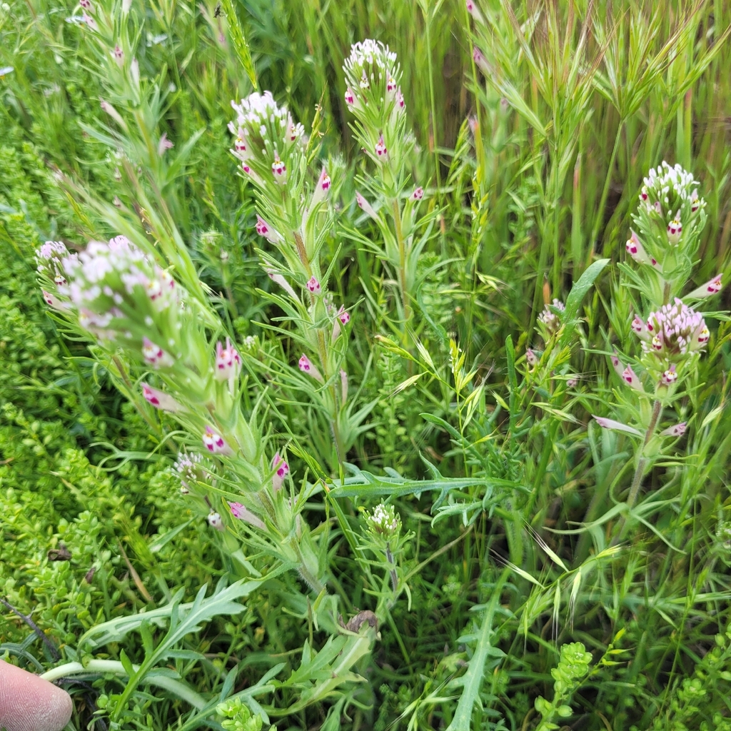 Castilleja brevistyla (Short style owl's clover), native California herb