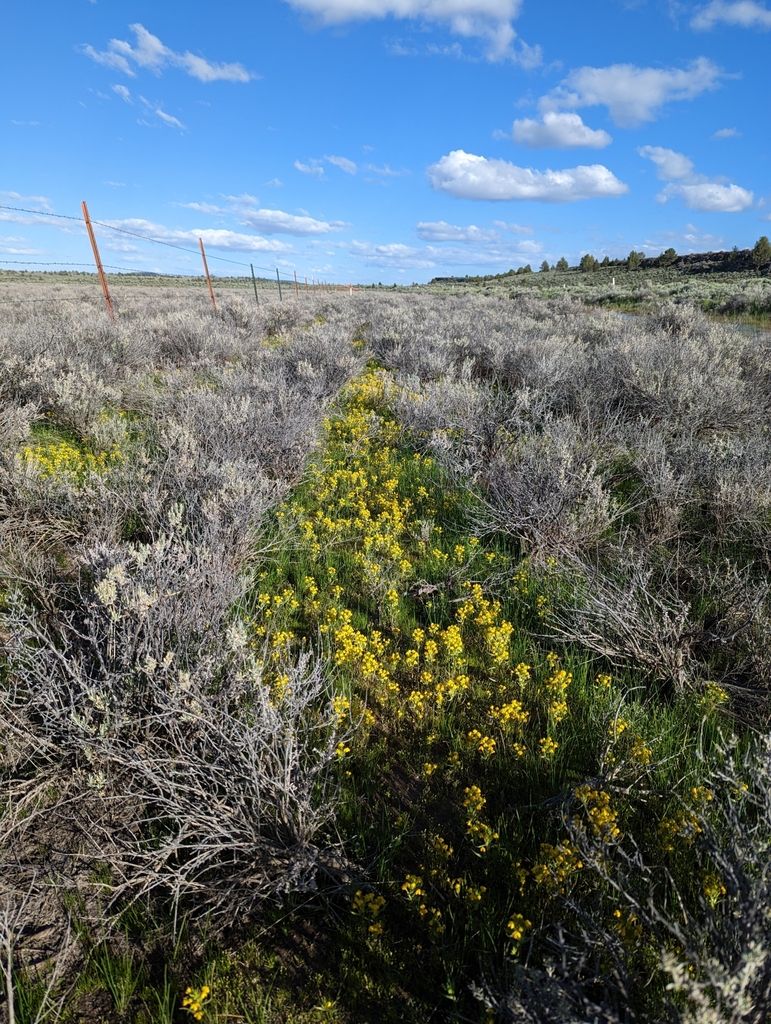 Castilleja campestris subsp. campestris, native California herb