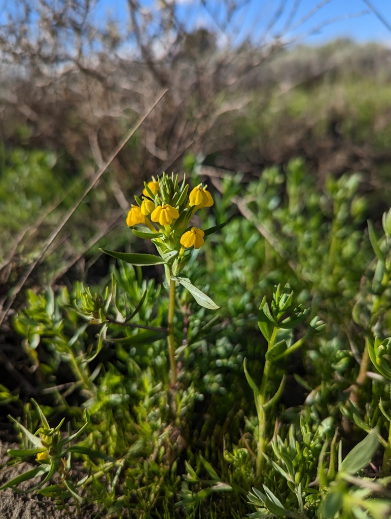 Castilleja campestris (Vernal pool indian paintbrush), native California herb