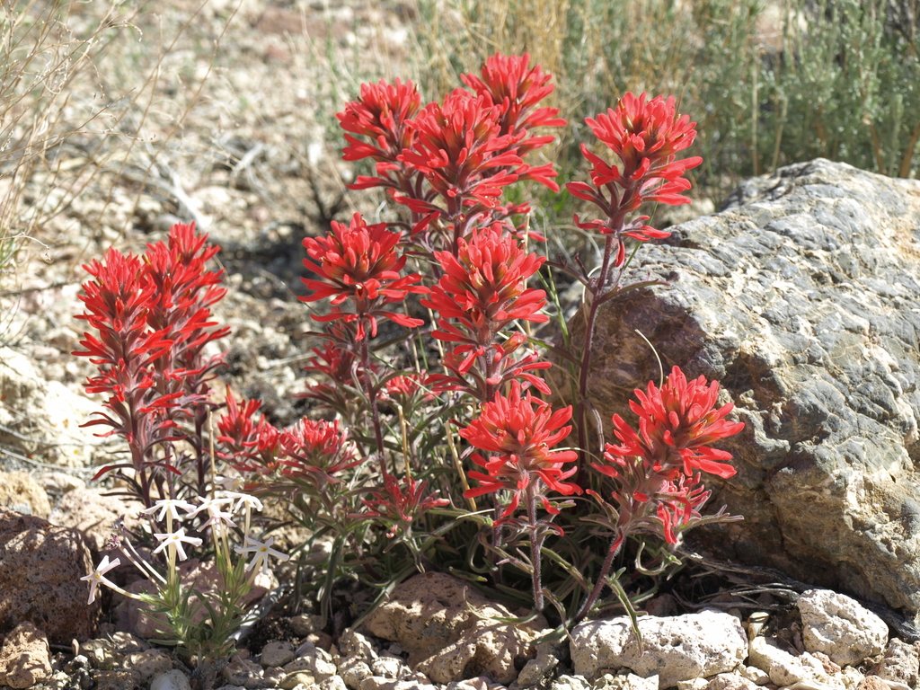 Castilleja chromosa (Desert paintbrush), native California perennial