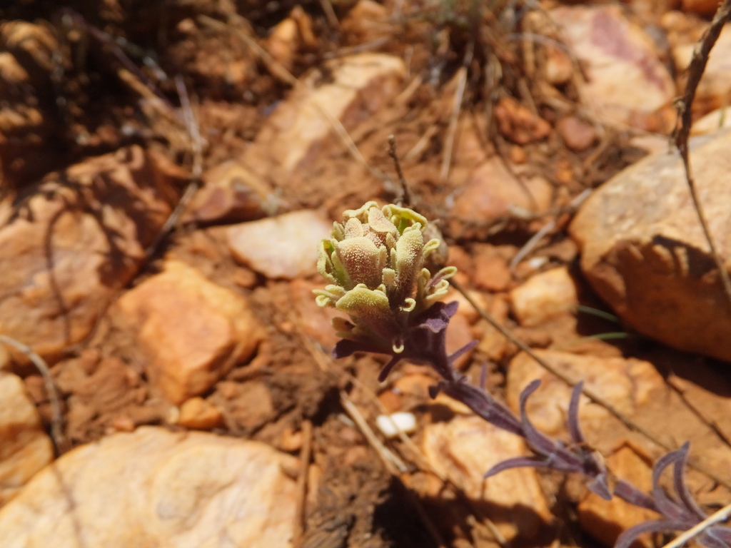 Castilleja cinerea (Ash-gray paintbrush), native California herb