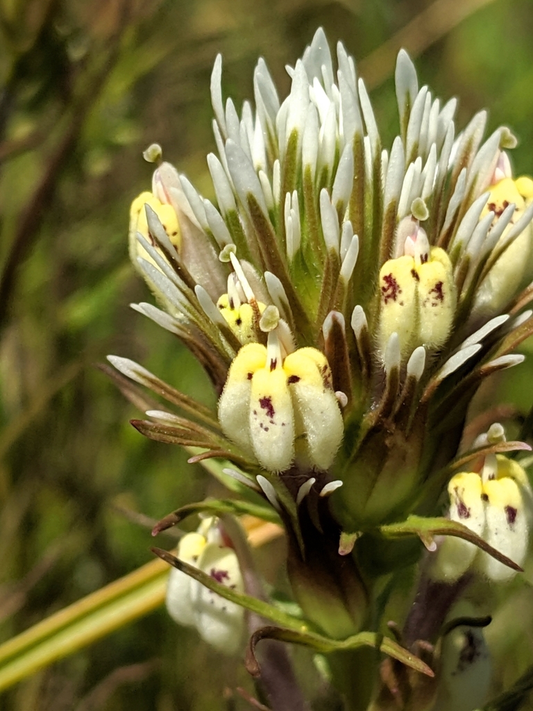 Castilleja densiflora — parent species of Castilleja densiflora subsp. densiflora