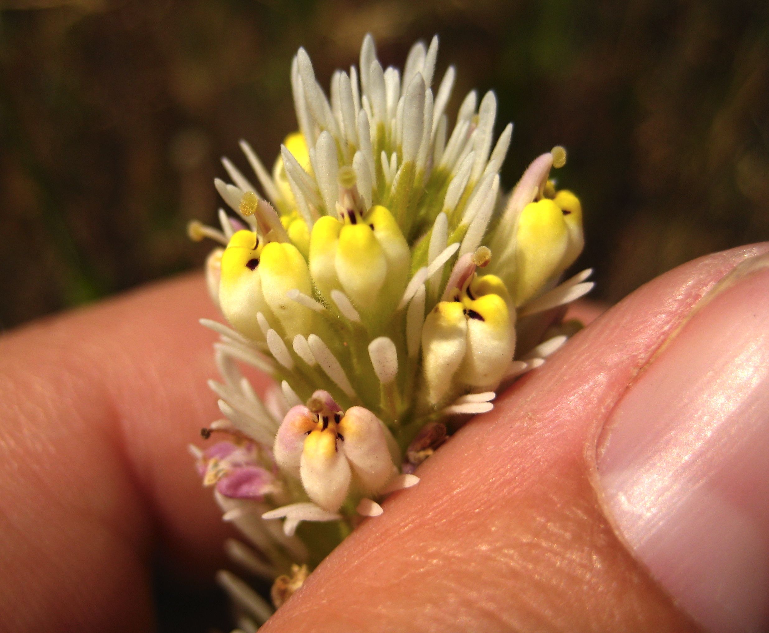 Castilleja exserta (Purple owl's-clover), native California herb